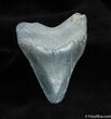 Inch Bone Valley Megalodon Tooth #530-2
